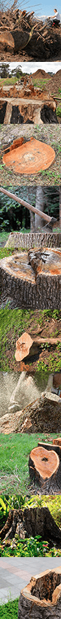Best 20 Tree Removal In Blairstown Nj By Superpages Best 20 Tree Removal In Blairstown Nj By Superpages